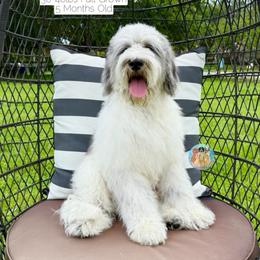Drizzle - Parti male Double Doodle puppy in Southwest Ranches, Florida from Dandy Doodle Ranch