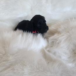 Miss pink - Black female Goldendoodle puppy in Cumming, Georgia from Chattahoochee Kennels