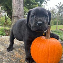 Maisy - Black female Cane Corso puppy in Lititz, Pennsylvania from Lititz Cane Corsos