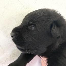 Ralph - green collar - Black male German Shepherd puppy in Winterport, Maine from Vom Stevens Old Fashioned German Shepherds
