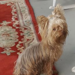 Delilah - Yorkshire Terrier