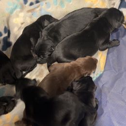 4 - Black male Labrador Retriever puppy in Millville, New Jersey from Creekside Canines