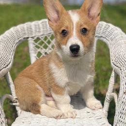 Braford - Red male Pembroke Welsh Corgi puppy in Benton, Arkansas from High Cotton Corgis