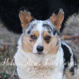 Lucy - American Corgi