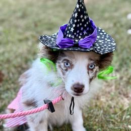 D'arcy - Red merle female Miniature Australian Shepherd puppy in Patterson, North Carolina from DreamLine Aussies