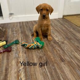 Girl 1 - Labrador Retriever puppy in North Carolina from Luvalab Kennels