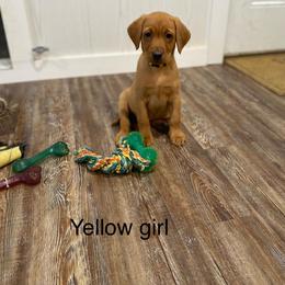 Girl 1 - Labrador Retriever puppy in North Carolina from Luvalab Kennels