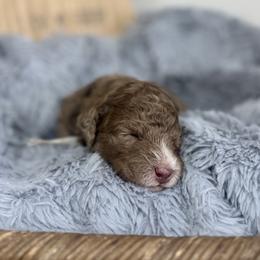 Dune-Gray Collar - Chocolate merle male Bernedoodle puppy in Oak Hills, California from High Desert Doodles