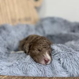 Dune-Gray Collar - Chocolate merle male Bernedoodle puppy in Oak Hills, California from High Desert Doodles