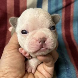 Archie - Lilac male Boston Terrier puppy in Corning, California from SB Bostons / Raksha Malinois
