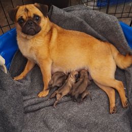 Precious - Pug