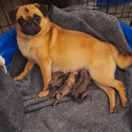Precious - Pug