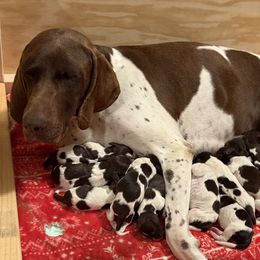 German Shorthaired Pointer Puppies from Bernardonis