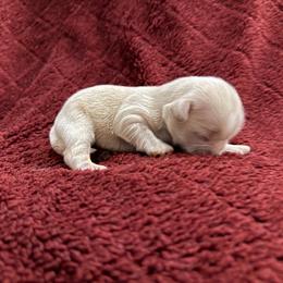 AKC-Elsa - Cream and white female Shih Tzu puppy in Paintsville, Kentucky from Molly B's ShihTzus