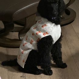 Dachshund and Poodle Puppies from Desjardin’s Poodles & Dachshunds