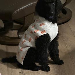 Dachshund and Poodle Puppies from Desjardin’s Poodles & Dachshunds