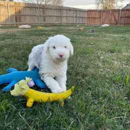Sheepadoodle Puppies from Zydeco Doodles
