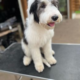 Ashley- Light  pink collar - Black and white Sheepadoodle puppy in Eleva, Wisconsin from Molly’s Doodles