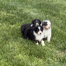 Australian Shepherd puppies from Silverstone Kennel