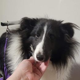 Vodoo - Shetland Sheepdog
