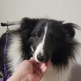 Vodoo - Shetland Sheepdog