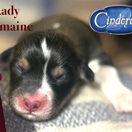 Lady Tremaine - Sable female Pembroke Welsh Corgi puppy in Valley, Washington from Corgis of the Mountain Valley
