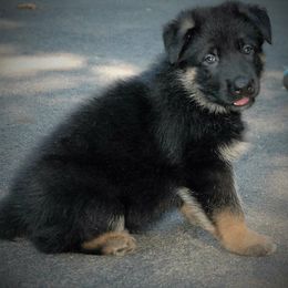 German Shepherd Puppies from Trick Dog & Farm Dog Certified & Urban Canine Good Citizen