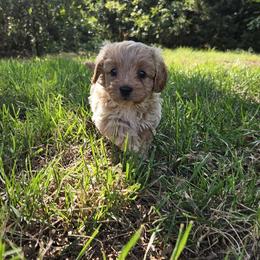 Cavapoo, Cockapoo, Goldendoodle, and Maltipoo Puppies from Perdue Puppies