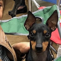 Louis - Manchester Terrier