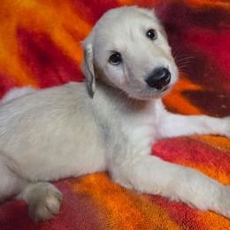 Silver - Silver male Afghan Hound puppy in Watsonville, California from Summerbrook Afghans