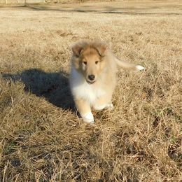 Collie Puppies from Lost Acres