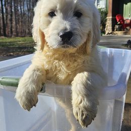 Goldendoodle Puppies from SUPERDog Doodles