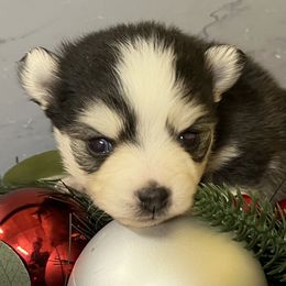 Ariya's boy 4 - Black and white male Pomsky puppy in Enid, Oklahoma from Mile Hi Pomskies
