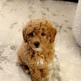 Goldendoodles from Small Home Doodles