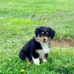 Poppy - Black tri-color female Australian Shepherd puppy in Ashland, Ohio from SS Australian Shepherds