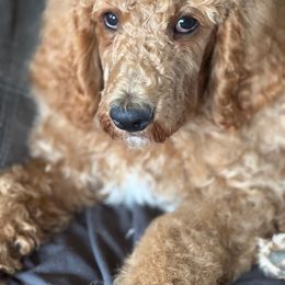Emmaus - Cafe au lait male Poodle puppy in Gallatin, Tennessee from BRosie 9  Standard Poodles