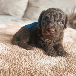 Soul Ties - Chocolate male Goldendoodle puppy in Middletown, Ohio from Lady Doodle Farm