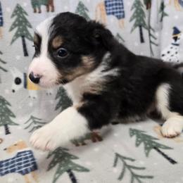Girl - Tri-color female Border Collie puppy in Pennsylvania from Winter Creek Border Collies