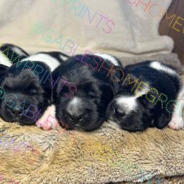 Newfoundland Puppies from Gable's Homegrown Pawprints