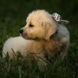 Golden Retriever Puppies from Coconut Cream Goldens