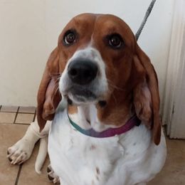 Basset Hounds from Mischievous Basset Hounds Az