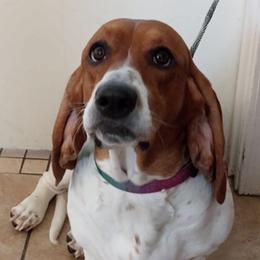Basset Hounds from Mischievous Basset Hounds Az
