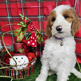 Faith - Parti female Goldendoodle puppy in Willacoochee, Georgia from Kitandkboodle's Doodles