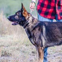 Ozzi - German Shepherd