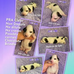 Moo Moo - Piebald female Dachshund puppy in Grove, Oklahoma from Dachs on the lake