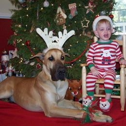 Great Dane All Grown Up from Strebor Great Danes
