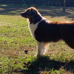 Vera - Australian Shepherd