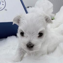 AKC - Crystal clear - White female Maltese puppy in San Mateo, California from AKC Maltese California