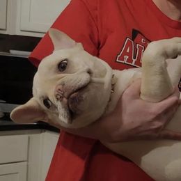 French Bulldogs and Goldendoodles from C.P. Puppy Buddies