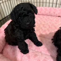 MP Toy Blue - Sable male Poodle puppy in Benson, North Carolina from A Bundle of Love